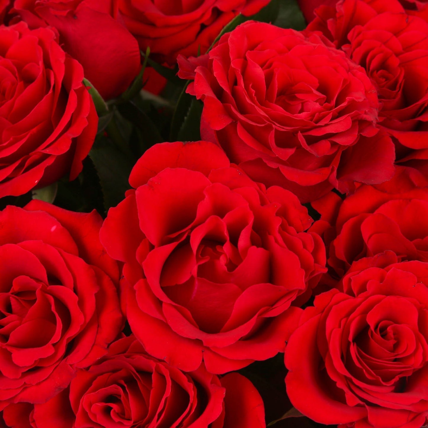 20 Red Roses Bouquet