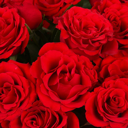 20 Red Roses Bouquet